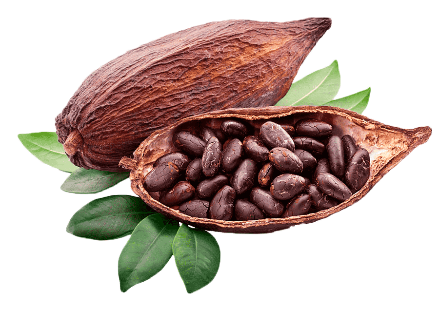 cacao