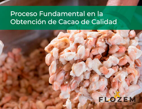 La Fermmentación del Cacao