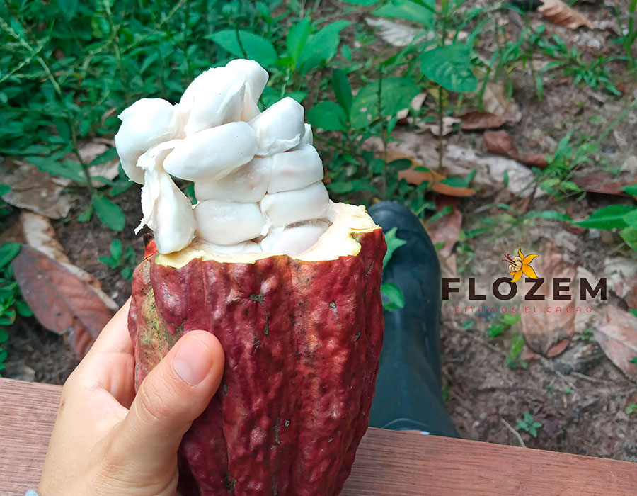 GALERÍA—FLOZEM-04