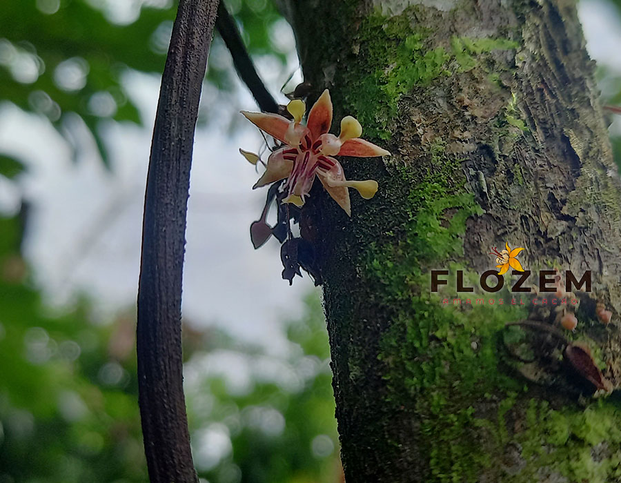 GALERÍA—FLOZEM-05