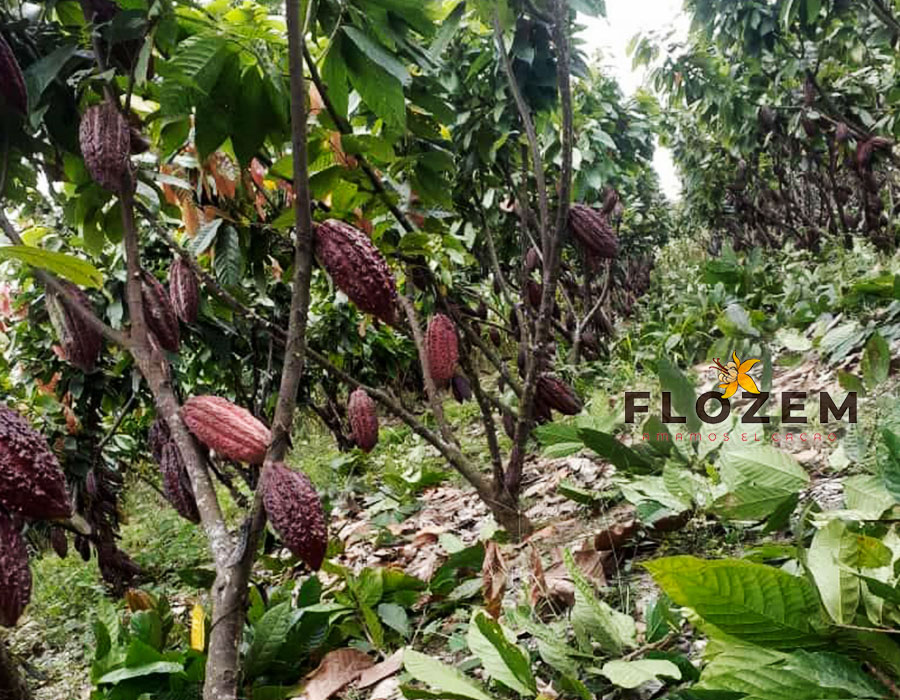 GALERÍA—FLOZEM-20