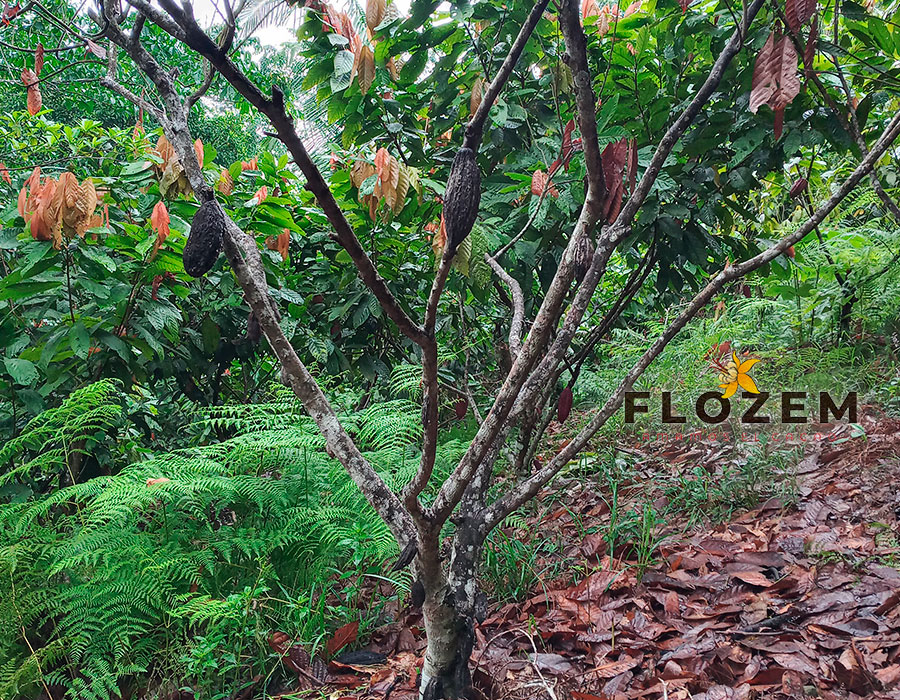 GALERÍA—FLOZEM-24