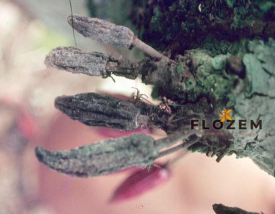 GALERÍA—FLOZEM-28