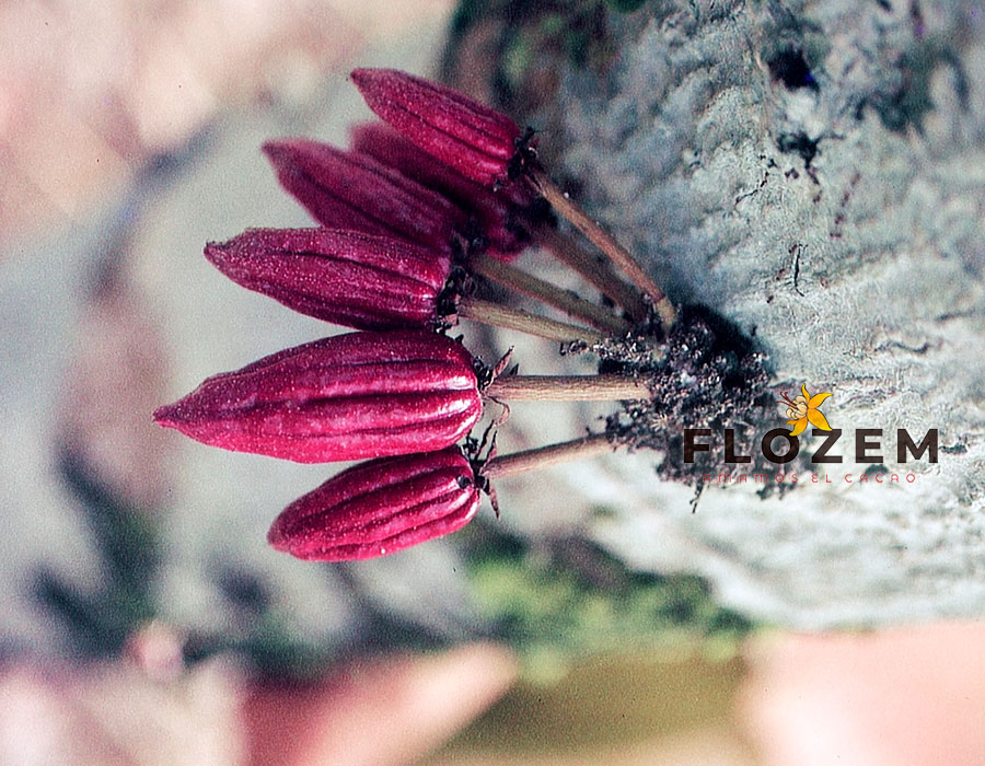 GALERÍA—FLOZEM-29