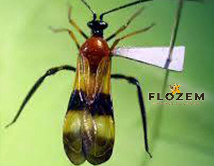 GALERÍA—FLOZEM-31