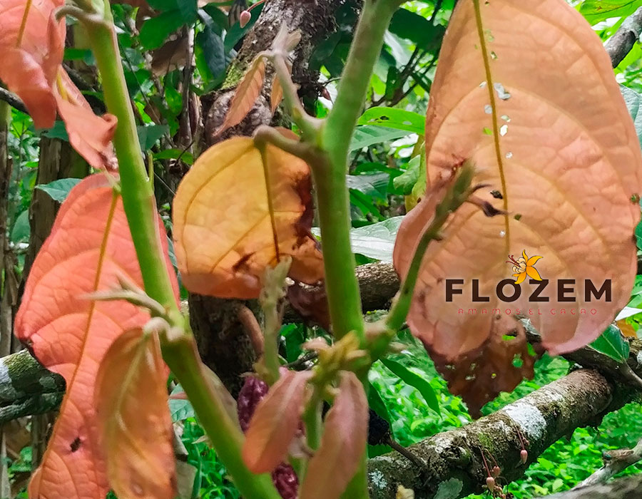 GALERÍA—FLOZEM-32