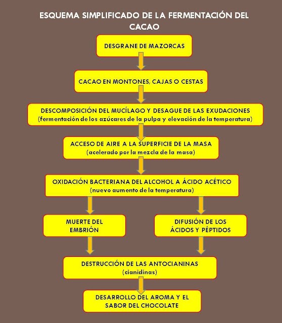 Esquena Simplificado de la Fermenetación del Cacao